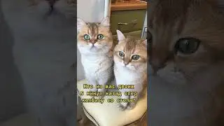 Сдал Кот