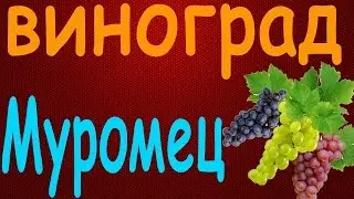 Виноград Муромец