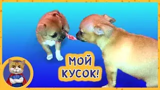 Гаффи делится едой со своими щенками. Или нет?