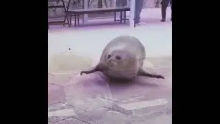 seal core ＼(＾▽＾)／