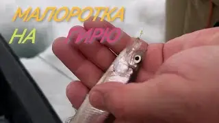 Ловля малоротой корюшки на гирлянды. Как ловить и на что.