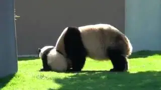 Мама панда играет со своим ребенком