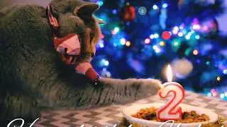 Кошке Умке 2 года! ❤️