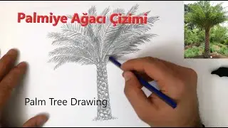 Palmiye Ağacı Çizimi | Palm Tree Drawing