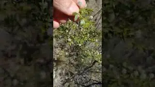 Valcheta, jarilla, alpataco y otras yerbas