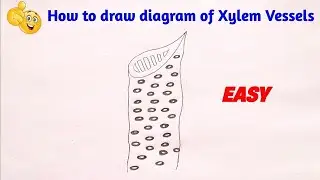how to draw labelled diagram of xylem vessels | xylem vessels diagram
