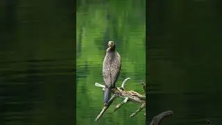 Большой баклан