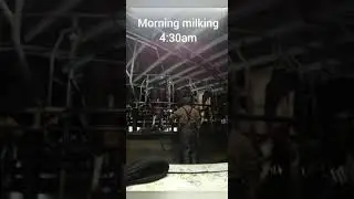 Another day dairy farming