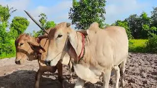 កសិករភ្ជួរគោ ដាំសណ្តែកដី armers plowing Cow Grow Peanut