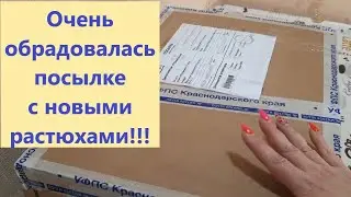 Распаковка посылки от Галины Гуськовой с крупнолистными гортензиями. Новинки для сада!