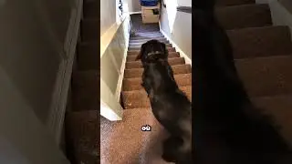 Attendez la fin : un chien qui dévale les escaliers