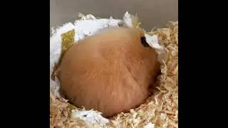 baby hamster try to sleep #baby #goodnight #try #sleep