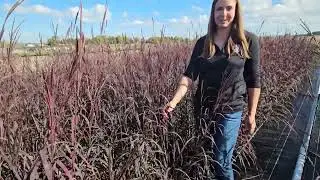 Andropogon gerardii 'Black Hawk'