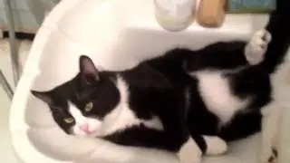 Умывальник  лучшая кровать для кота
