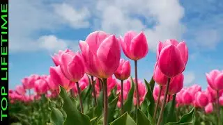 10 Most Beautiful Flowers in the World