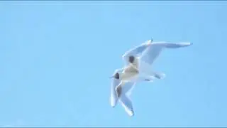 Исчезли солнечные дни