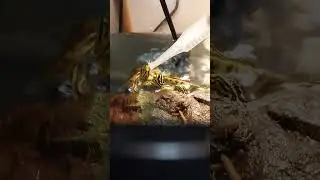 #turtle #livefeeding #mealworms #reptiles #turtles #cricket #pets #animals #viral #shorts