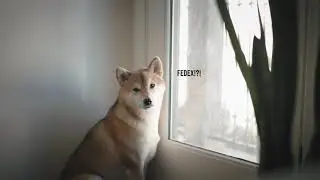 Guard dog on duty | Bagel the Shiba