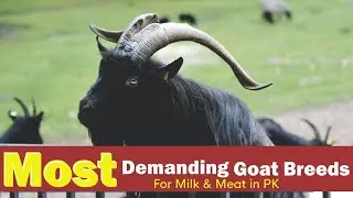 Most Demanding Goat Breeds For Milk And Meat in Pakistan by MR Videos