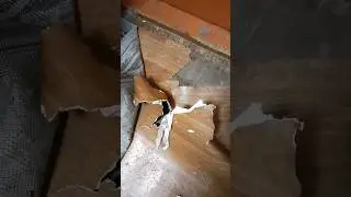 Хаски перестилают линолиум