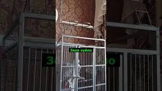 Попугай пропагандист