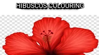 How to colour Beautiful Hiniscus Leaf colouring||Drawing of Hibiscus and Leaf#mahin art and craft