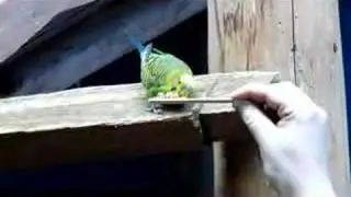 Piggie Parakeet at Woodland Park Zoo, Seattle