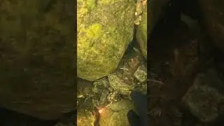 За камнями #fishingbait #рыбалка