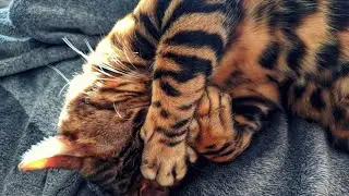 We have a new family member. Bengal cat named Banderas