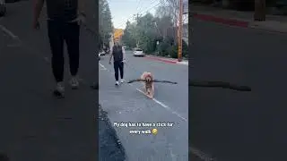 that's not a stick!! it's a tree😂😂 #shorts #tiktok #blogs #funny #viral