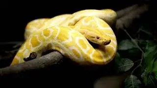 Discovering these slithery secrets! 🐍  creatures up close #SnakeLife  #ReptileLover #Nature #shorts