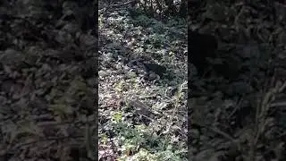 Дрозд трудяга