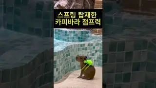 예상치 못한 신체능력을 가지고 있는 카피바라ㄷㄷ
