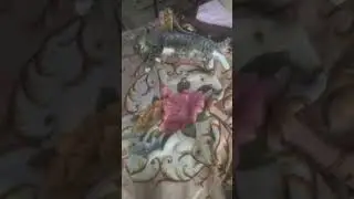 ой а кто тут сонная колбаска вставать не хочет никуда идти