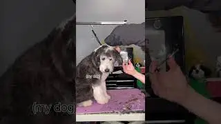 How I became a dog groomer!