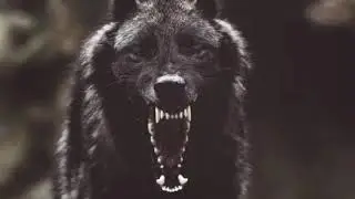 Wolf Growling Sound Effect / Dog Growl