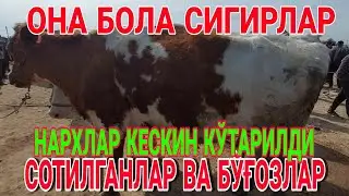 ҚАШҚАДАРЁДА ЧОРВА НАРХЛАРИ КЕСКИН КЎТАРИЛДИ
