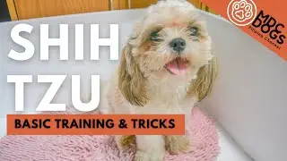 Shih Tzu Basic Training and Tricks | MDC DOGS