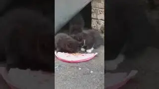 Котята кушают