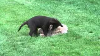 Lola & Chelsea - puppy play time!