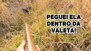 CAÇA DE JAVALI COM CACHORROS NO BREJO E NA CANA! DOIS ABATES NA TARDE!