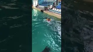 Плаваю с дельфинами
