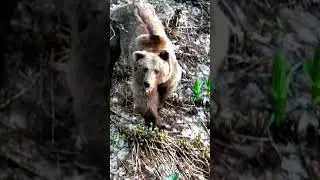 Бурый медведь 🐻 в поисках пищи наткнулся на туристов....