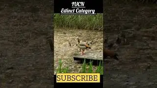 What does "Extinct" mean according to the IUCN? #shorts