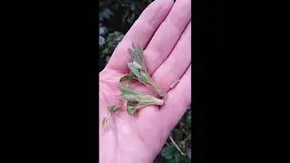 Blackberry leaf tea