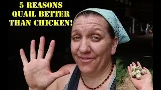 5 REASONS Why Quail are BETTER than Chickens!