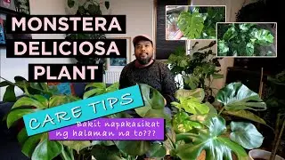 PAANO ALAGAAN ANG MONSTERA DELICIOSA +TIPS & TRICKS (Tagalog)