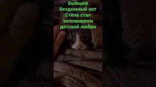 Бездомный в прошлом кот Стёпа а стал заложником детской любви и заботы.#котдома #бездомныйкот #котик