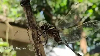 Dragonfly eating Fly