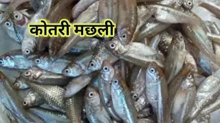 कोतरी मछली l 😋😋 गांव की कोतरी मछली l देशी तरीके से l kotri machli ki sabji l fish curry recipe l